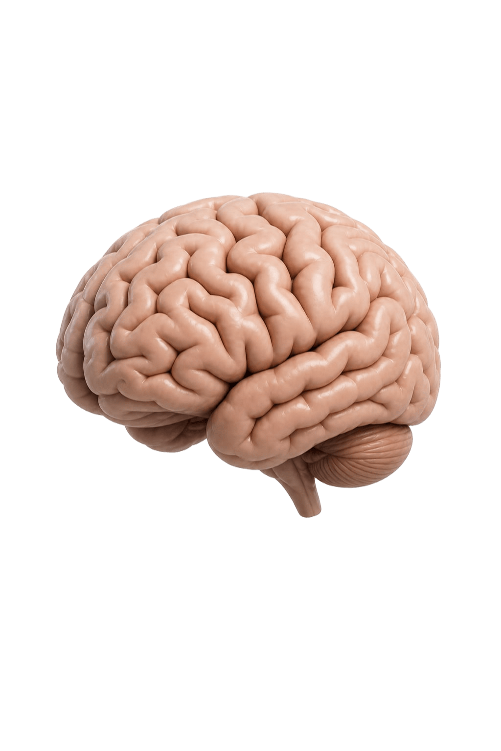 Your brand brain